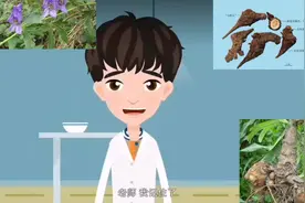 中药炮制——川乌