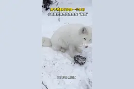 12月3日 "黑龙江 男子喂野外狐狸一个多月，小狐狸捡来灵芝像是在“报恩”… "万物皆有灵性 "图片