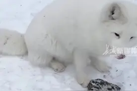 12月3日 "黑龙江 男子喂野外狐狸一个多月，小狐狸捡来灵芝像是在“报恩”… "万物皆有灵性 "图片