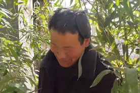 我们这边过年习俗是磨眼里插竹子，今天小五去姐家砍竹子栽上视频封面