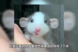 花枝鼠是老鼠吗？#花枝鼠