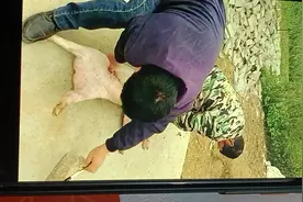 乡村兽医阉猪#动物世界精彩瞬间视频封面