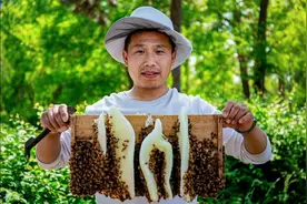 #蜜蜂为什么不蛰养蜂人？#蜂蜜 #养蜂人 小高 下一期：分享视频封面