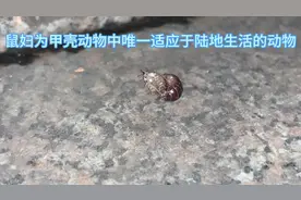 鼠妇，别名潮虫、团子虫、地虱婆、西瓜虫等