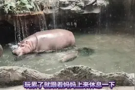 北京动物园河马馆有个小河马很可爱，小河马名叫福晨视频封面