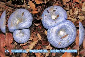 可食用野生菌大全，你认识多少，吃过多少，你还知道别的吗