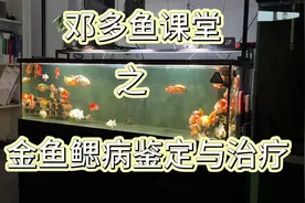 第二集|金鱼鳃病的鉴定与治疗方法 #养鱼日记 #兰寿金鱼视频封面