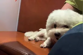 不想吃的东西就用鼻子拱走，甚至用脚踹走…#比熊视频封面