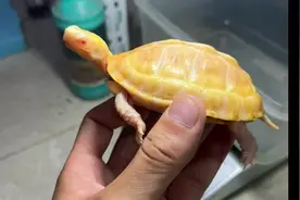 #养龟日常 #神奇动物在抖音 #养龟人 #爬宠日常 #白化黄缘
