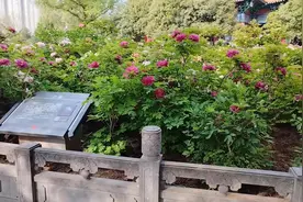 洛阳就这点好只要够60岁拿身份证所有景点都免门票，不像我去徐州视频封面