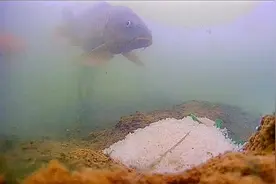 #钓鱼 丁香油丁香酒#喂鱼#测试 ，钓友们加了这个后就爆护了吗