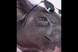 如何把猪拍得吃不起的样子！！猪其实真的帅的一面多少人能观察到视频封面
