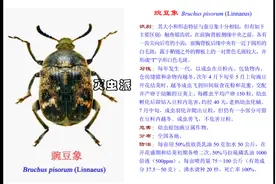 粮食中常见的害虫图谱，粮食中生的虫子，粮食一般生哪些虫子？视频封面