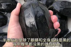 草龟为什么会墨化，墨龟怎么养#龟龟🐢 #养龟日常 #小乌龟 #草龟视频封面