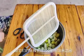 彩色蚕丝养殖第三十二天#农村萌宠 #养蚕日记 #三农视频封面