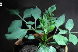 植物生长过程全记录，从一颗种子到开花，一个成长的过程。