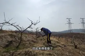 春天的野菜包子从小蒜开始，小蒜和咸白菜，包包子真是绝配。