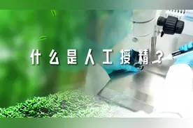 什么是人工授精？什么人适合做人工授精？视频封面