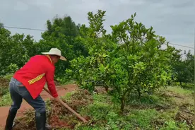 果树黄化的原因，颠覆您的认知… 结尾有处理方法。#脐橙种植技术视频封面