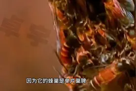 第34集蜜蜂王国故事 大蜜蜂又称“排蜂”野生蜂，性较凶猛。视频封面
