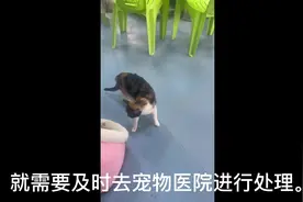 猫咪部腹产手术～顺利接生5只小奶猫#记录真实生活视频封面
