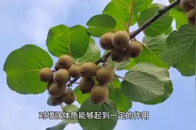 弥猴桃的功效都有哪些呢视频封面