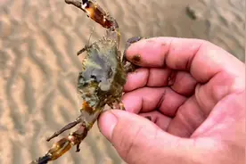 海边的小螃蟹夹人可真疼#赶海 #螃蟹🦀 #真实户外 #创作灵感视频封面