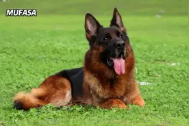 德牧魅力让人沉迷，美男子艾蔻！#赛级德牧 #德国牧羊犬