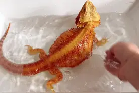 神龙摆尾？啥意思？#鬃狮蜥 #神奇动物在抖音 #爬宠