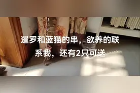 暹罗和蓝猫的串，还有2只可送，限唐山和静海