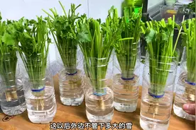 #种香菜根视频封面