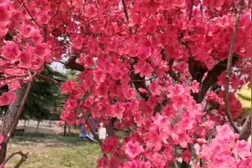 人间四月芳菲尽，百花争艳始盛开。循着花香，放任脚步视频封面