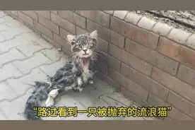被主人抛弃 下半身残废的流浪猫竟然存活了下来