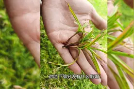 香附子，光鳞水蜈蚣等莎草最全防治方法视频封面