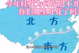 #今年桂花为何不见开花#桂花 #科普一下视频封面