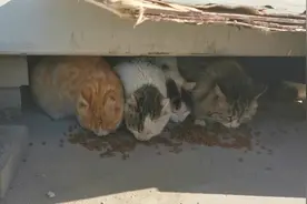 最后钻出来的是猫妈妈，母爱最伟大视频封面