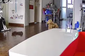 出门在外，想我家毛孩子了，监控叫她一声她也在喊我！视频封面