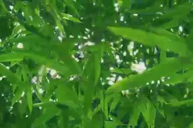 医保断交三个月会清零吗？#知识分享视频封面