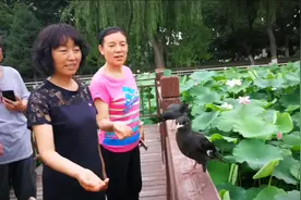 老玩童陈福林提笼遛鸟#人与自然万物和谐共处视频封面