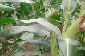 秋乐368，抗病，抗倒，棒子大，活杆成熟，更高产，秋乐368就是牛视频封面