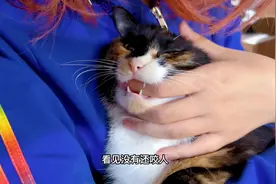 养猫一定要慎重！！！#这么可爱的小猫咪 #撸猫第一视角