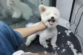 博美犬+比熊犬的结合 真的是防不胜防，伤不起呀 干宠物行业十年