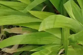 被严重小用了的世界名花——鸢（yuan）尾花图片