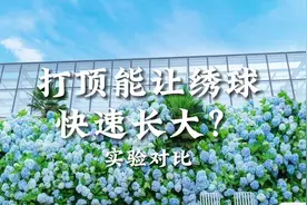 #绣球 #无尽夏 打顶真的能让绣球牙签苗1年就变1加仑吗？我不信视频封面