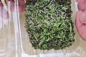 彩色蚕丝养殖第六天#农村萌宠#蚕宝宝成长记#养蚕日记#奇妙的动物视频封面