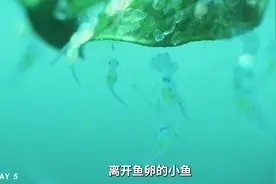 神仙鱼繁殖记录 #观赏鱼 #神仙鱼 #观赏鱼繁殖视频封面