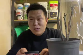 栀子花叶片发卷，干枯什么原因引起？注意什么？马上回答#养花视频封面