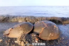 中华鲎可以养殖吗？#纪录片 #动物科普 #中华鲎 #水产