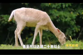 #三农 #羊了个羊 #新农人计划2023 羊的寿命有多长你知道吗？