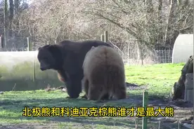 北极熊和科迪亚克棕熊谁才是现存最大熊类#神奇动物在抖音 #熊